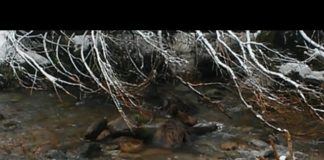 Mały niedźwiedź nie może wyjść z potoku w dol. Kościeliskiej