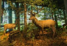 Centrum Edukacji Przyrodniczej TPN