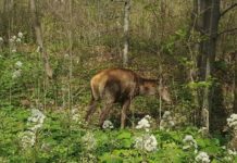 Dzikie zwierzęta schodzą do miasta