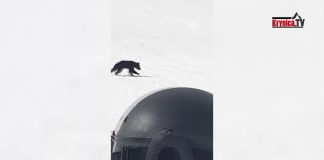 Niedźwiedź biegał po stoku narciarskim (wideo)