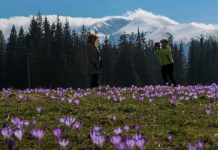 Dolina Chochołowska