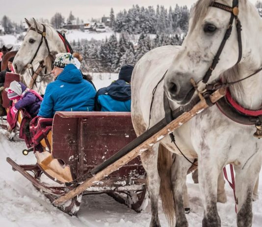 Kulig Zakopane – jak wybrać najlepszą ofertę? Kuligi Zakopane